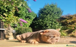 French Bulldog dogs for sale: Beautiful French bulldogs - Image 16