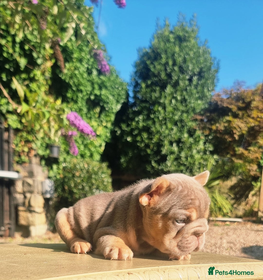 French Bulldog dogs for sale: Beautiful French bulldogs - Image 16