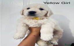 Golden Retriever dogs for sale: Stunning champion blood golden retriever  - Image 11