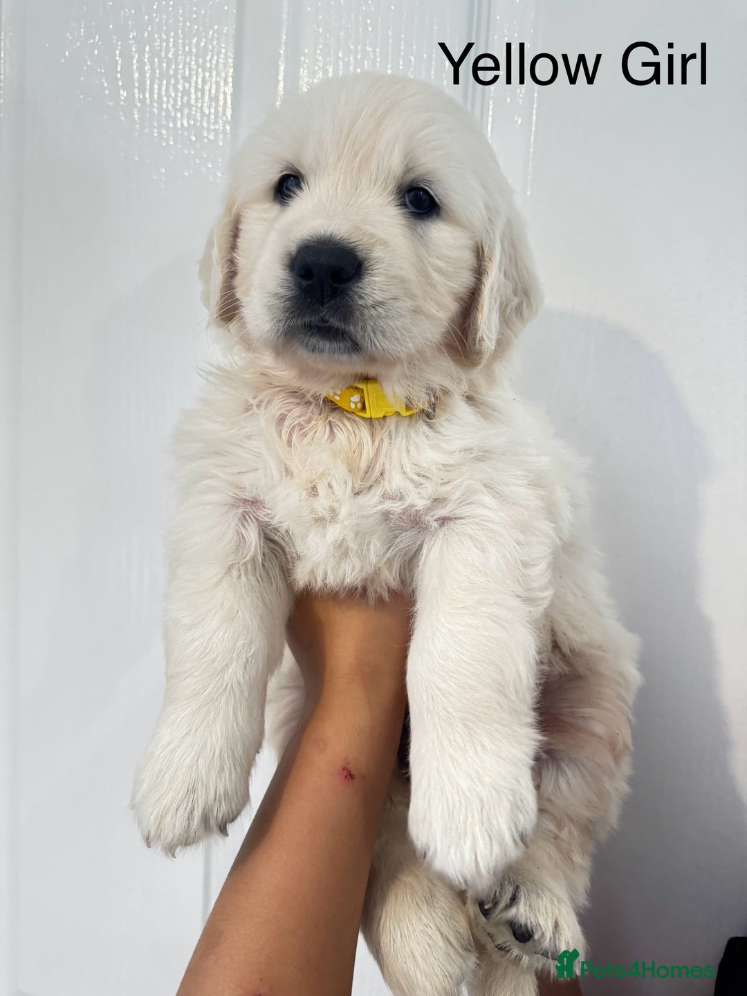 Golden Retriever dogs for sale: Stunning champion blood golden retriever  - Image 11