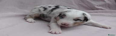 Bowie