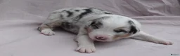 Australian Shepherd dogs for sale: Australian Shepherd Puppies - Advert 7