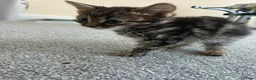 Mixed Breed cats for sale: Tabby kittens - Advert 9