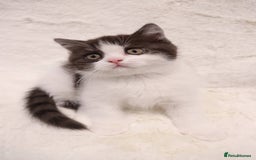 British Shorthair cats for sale: Champion Bloodlines BSH kittens  - Image 24