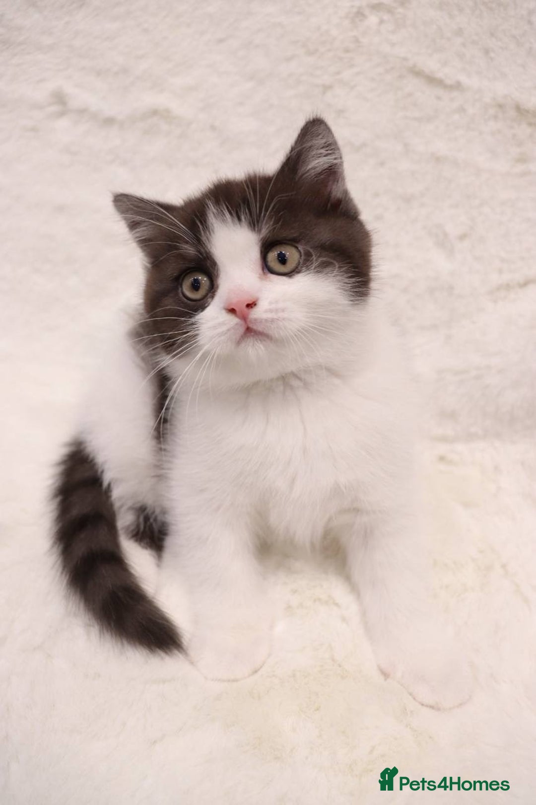 British Shorthair cats for sale: Champion Bloodlines BSH kittens  - Image 24