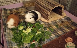 Guinea Pig rodents for sale: Two male Guinea Pig (2 years old)  - Image 1