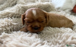 Cavalier King Charles Spaniel dogs for sale: Cavalier King Charles  - Image 13