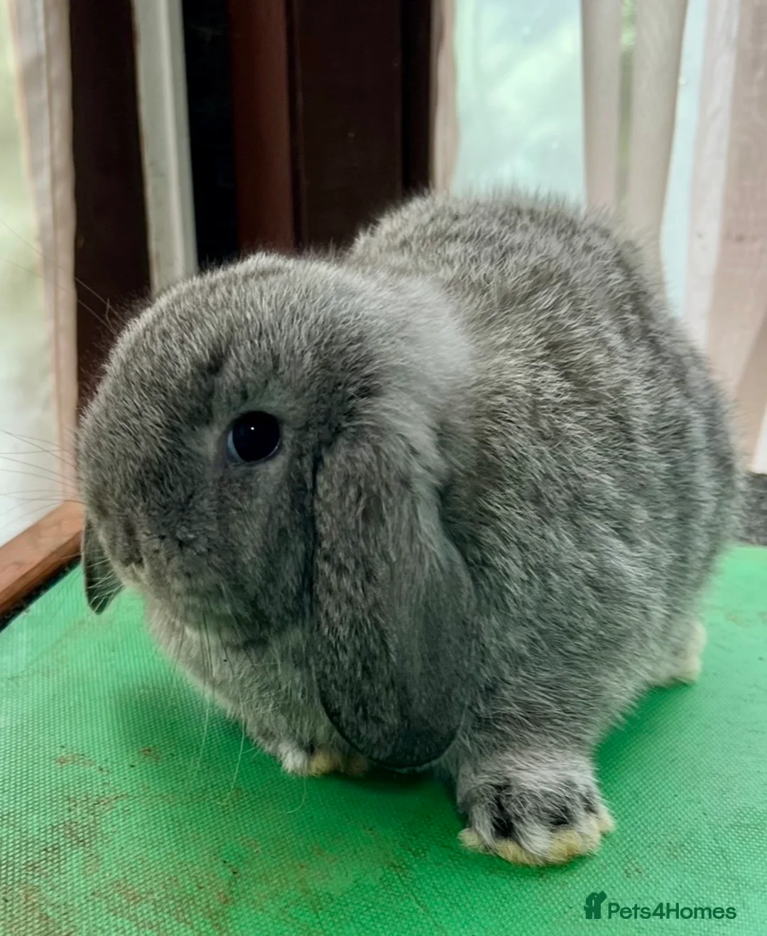 Mini Lop rabbits for sale: Beautiful coloured Mini Lops - Advert 12