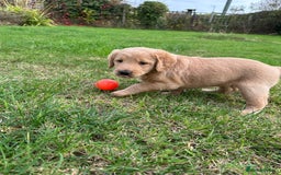 Labradoodle dogs for sale: Adorable Labrador doodle pups from KC reg parents - Image 7