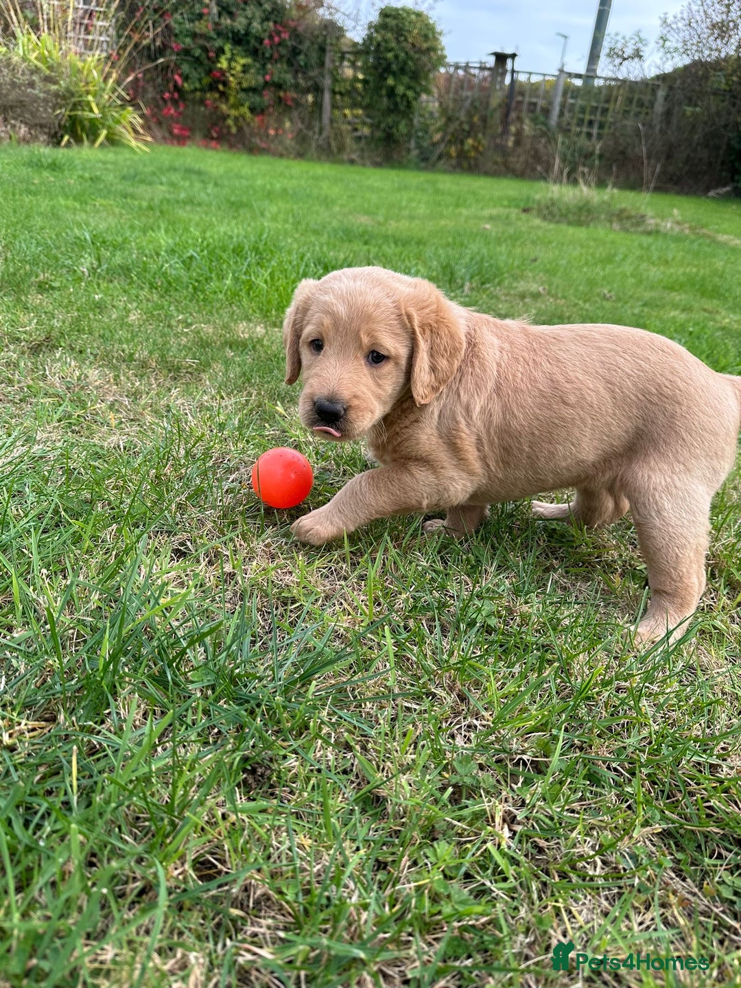 Labradoodle dogs for sale: Adorable Labrador doodle pups from KC reg parents - Image 7