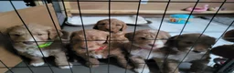 Goldendoodle dogs for sale: Goldendoodle-ONLY THIS BEAUTY LEFT  - Advert 12