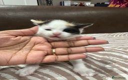 British Shorthair cats for sale: British Shorthair Kittens – Black & White & Beige - Image 12
