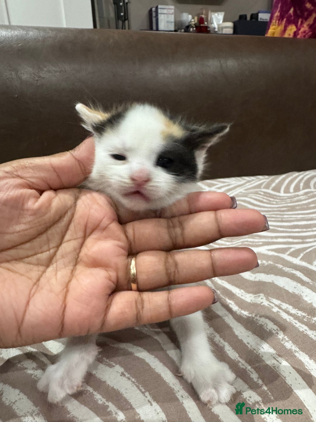British Shorthair cats for sale: British Shorthair Kittens – Black & White & Beige - Image 12