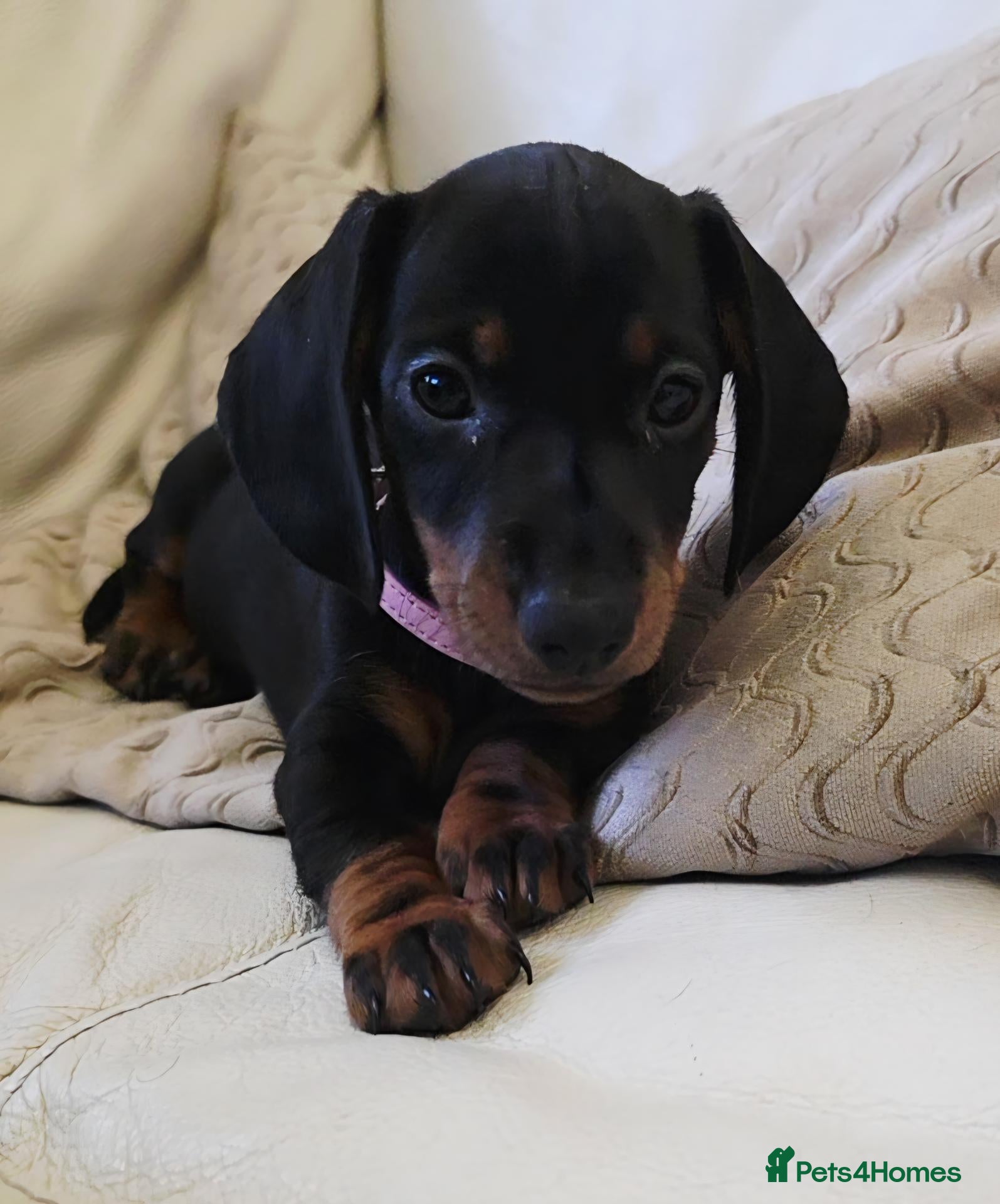 Miniature Dachshund dogs 2 Beautiful Female Miniature Dachshund Puppies - Advert 5