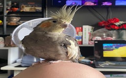 Cockatiels birds for sale: Cockatiel/ needs gone - Advert 1