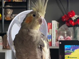 Cockatiels birds Cockatiel/ needs gone - Advert 9