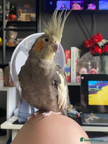 Cockatiels birds Cockatiel/ needs gone - Advert 1