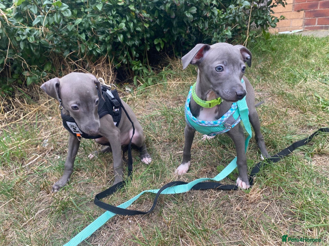 Italian Greyhound dogs for sale: Last blue boy kc reg ready now fully vaccinated  - Image 16