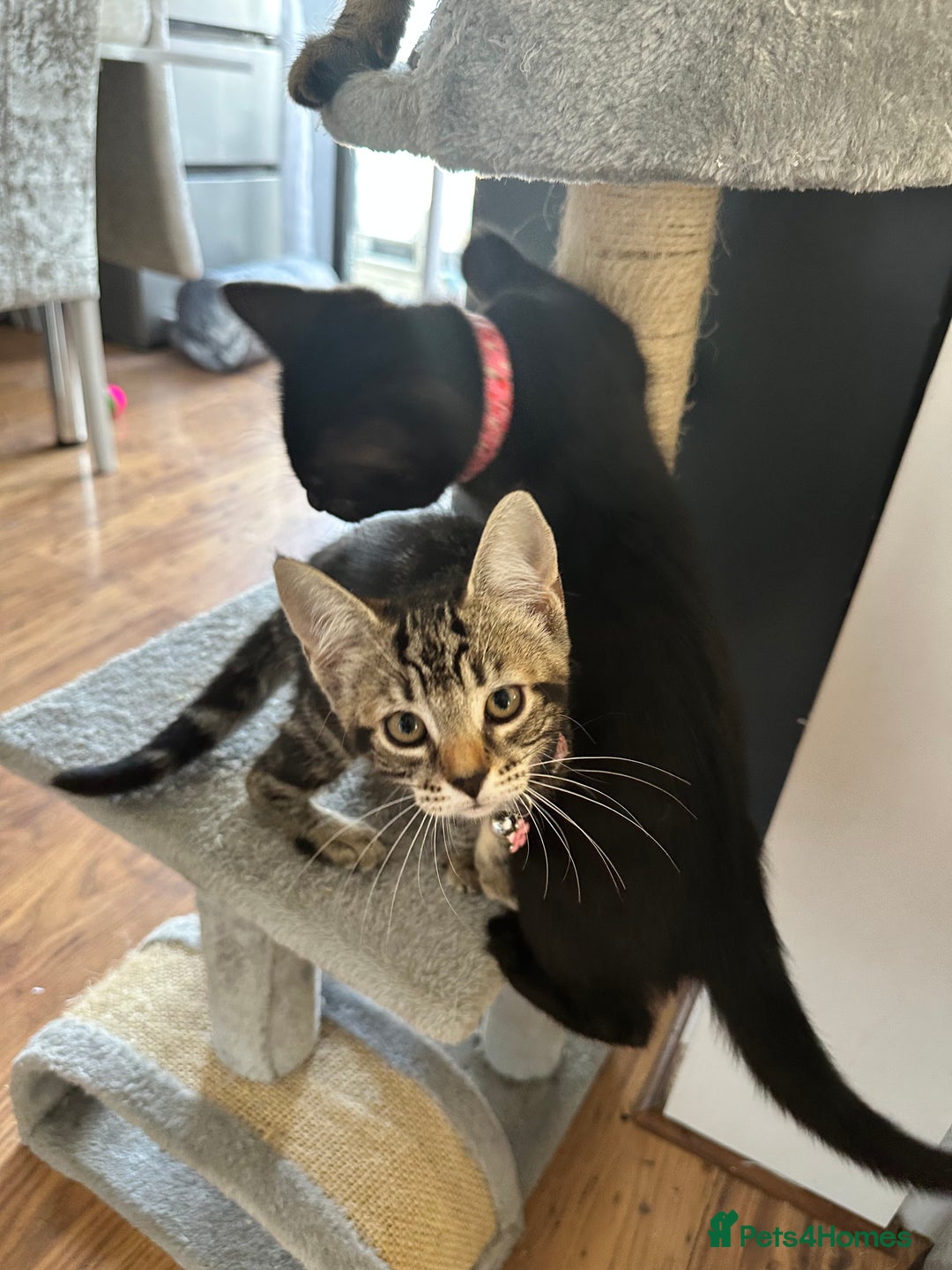 Domestic Shorthair cats for sale: 2 beautiful female kittens  - Image 6