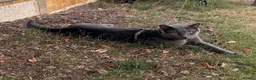 Russian Blue cats for stud: Pure Russian Blue Stud Available for Mating - Advert 3