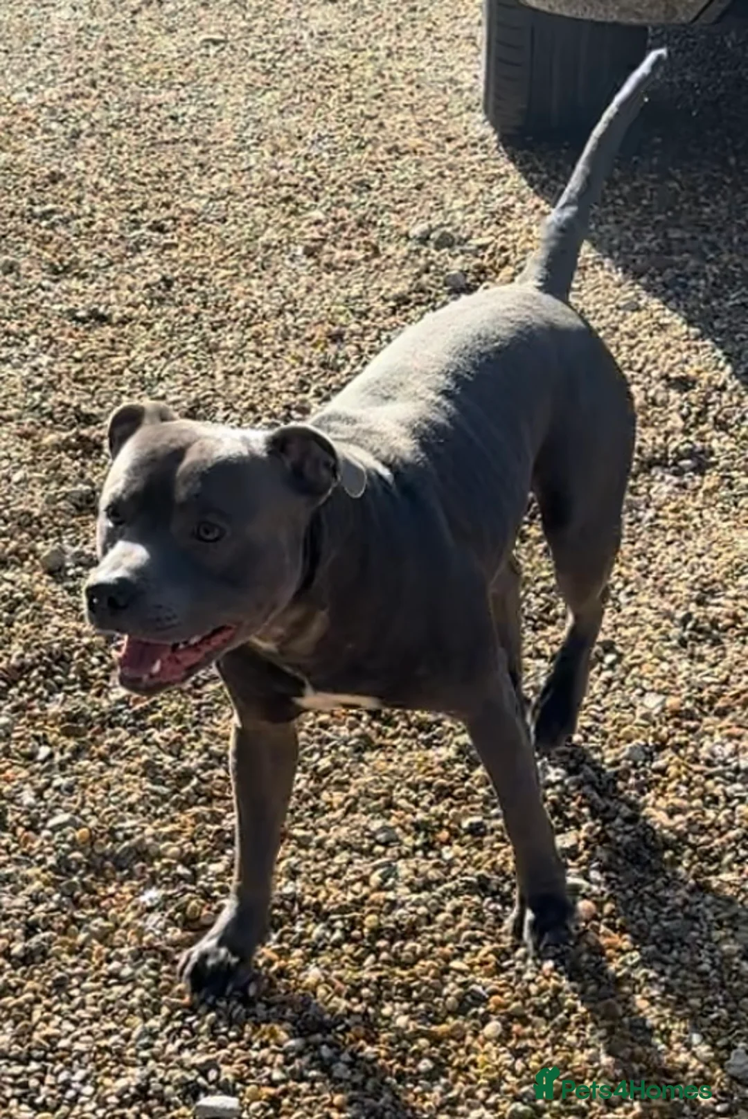 Staffordshire Bull Terrier dogs for stud: Stud offered- Blue Staffordshire Bull Terrier Stud in Wickford - Advert 12