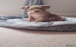 American Bully dogs for sale: Pocket bully  - Image 6