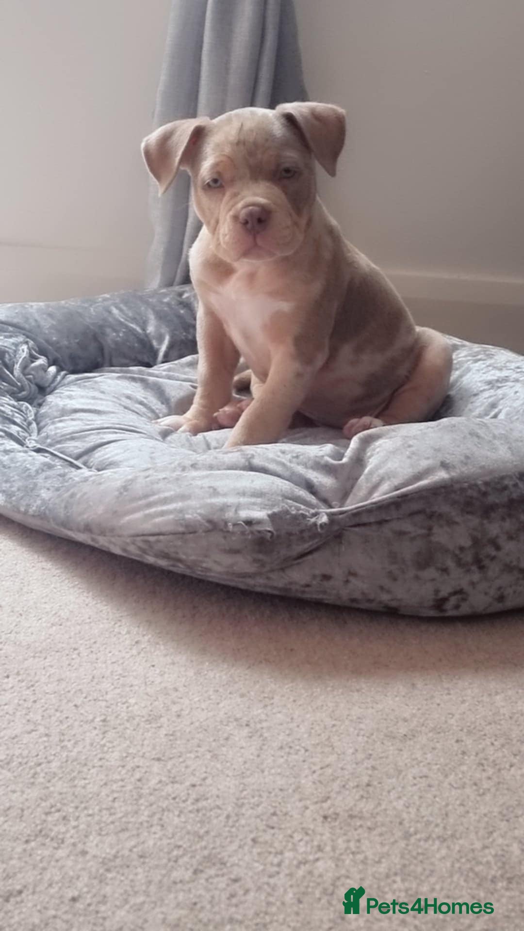 American Bully dogs for sale: Pocket bully  - Image 6
