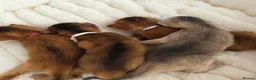 Abyssinian cats for sale: Beautiful Abyssinian Kittens – TICA Registered 🐾 - Advert 16