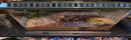 Tarantulas invertebrates for sale: Female Mexican Red Knee  - Advert 3