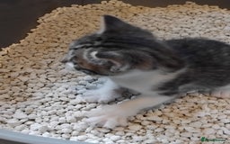 Mixed Breed cats for sale: Lovely Bengal x kittens for sale. - Advert 14