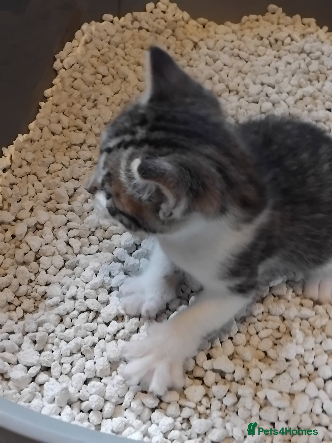 Mixed Breed cats for sale: Lovely Bengal x kittens for sale. - Advert 14