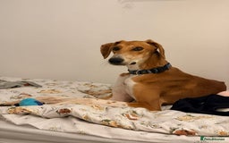 Mixed Breed dogs for adoption: Hector needs a loving home  - Advert 1