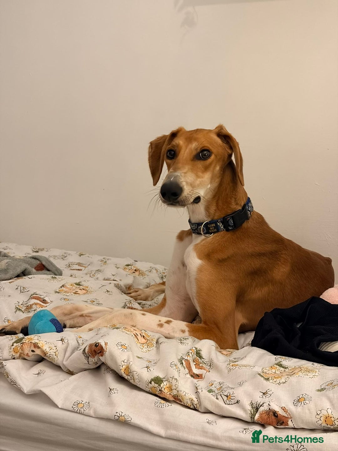 Mixed Breed dogs for adoption: Hector needs a loving home  - Advert 1