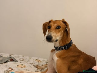 Mixed Breed dogs Hector needs a loving home - Advert 2