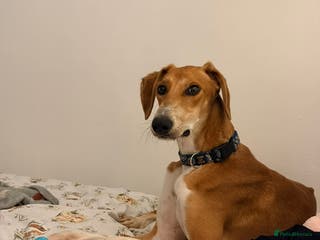Mixed Breed dogs Hector needs a loving home - Advert 14