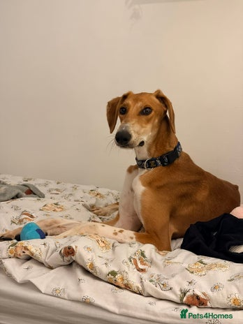 Mixed Breed dogs Hector needs a loving home - Advert 3