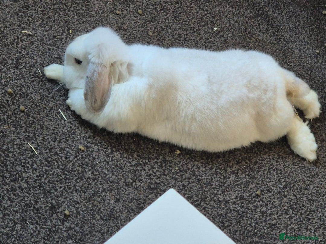 Mini Lop rabbits for sale: Rabbit for adoption - Advert 2