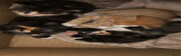 Mixed Breed cats for sale: 3 calico kittens in Wrexham - Advert 13