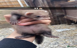 Ferret rodents for sale: Ferret for sale - Image 1