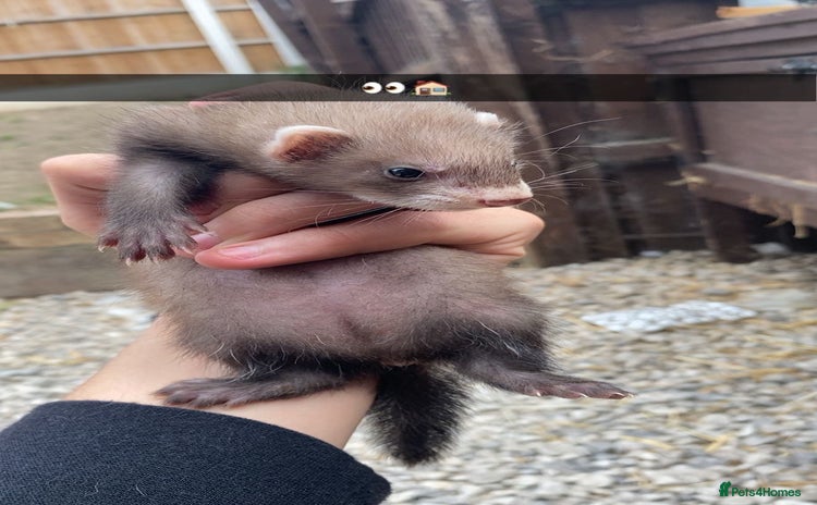 Ferret rodents - Advert 15
