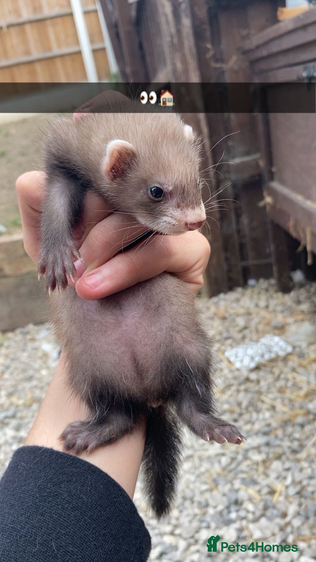 Ferret rodents for sale: Ferret for sale - Image 1
