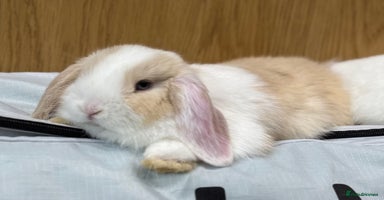 Mini Lop rabbits - Advert 9