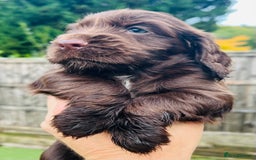 Cocker Spaniel dogs for sale: Gorgeous show type cocker spaniels - Image 25