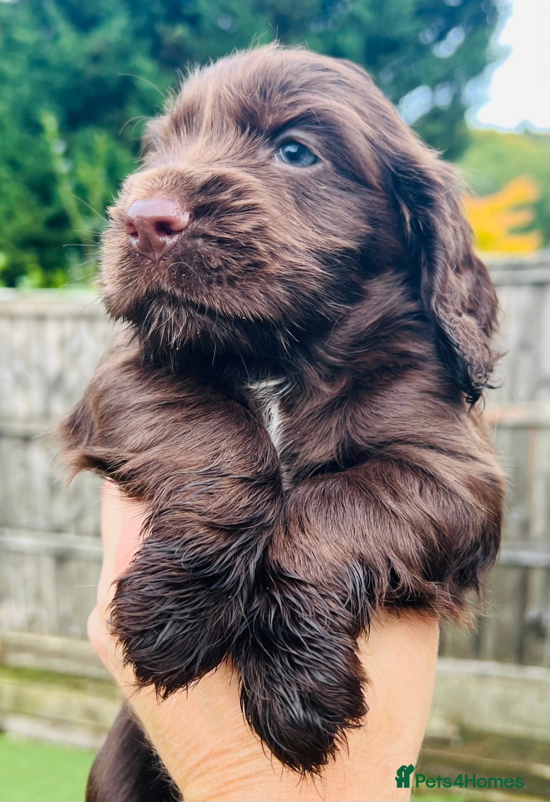 Cocker Spaniel dogs for sale: Gorgeous show type cocker spaniels - Image 25