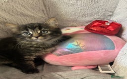 Mixed Breed cats for sale: Fluffy kittens  - Image 9