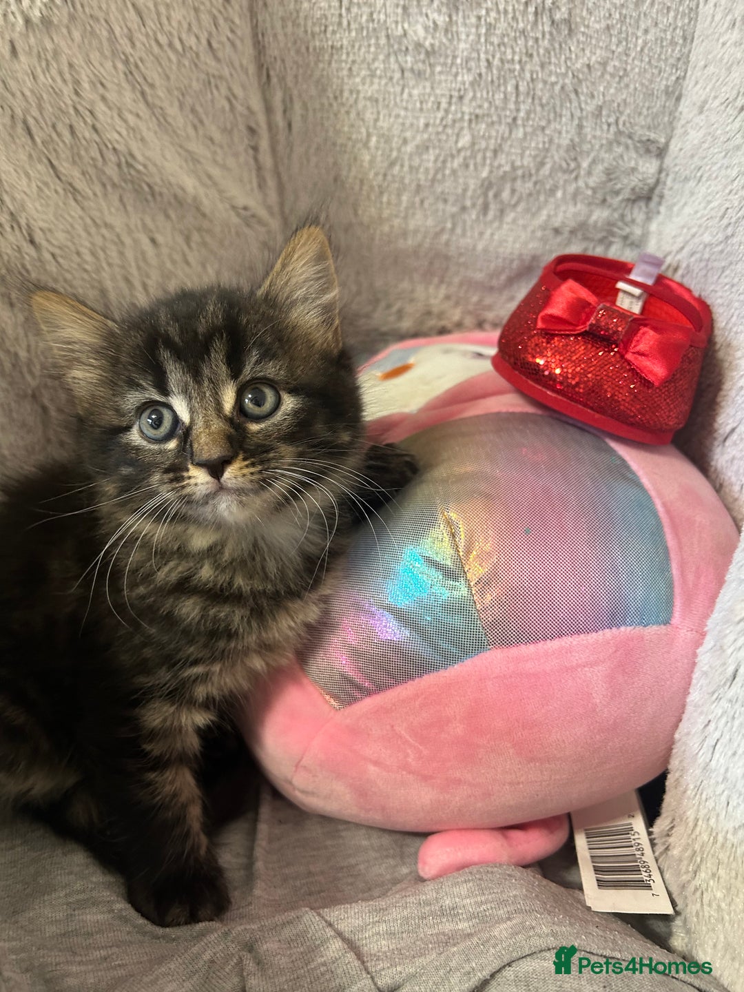 Mixed Breed cats for sale: Fluffy kittens  - Image 9