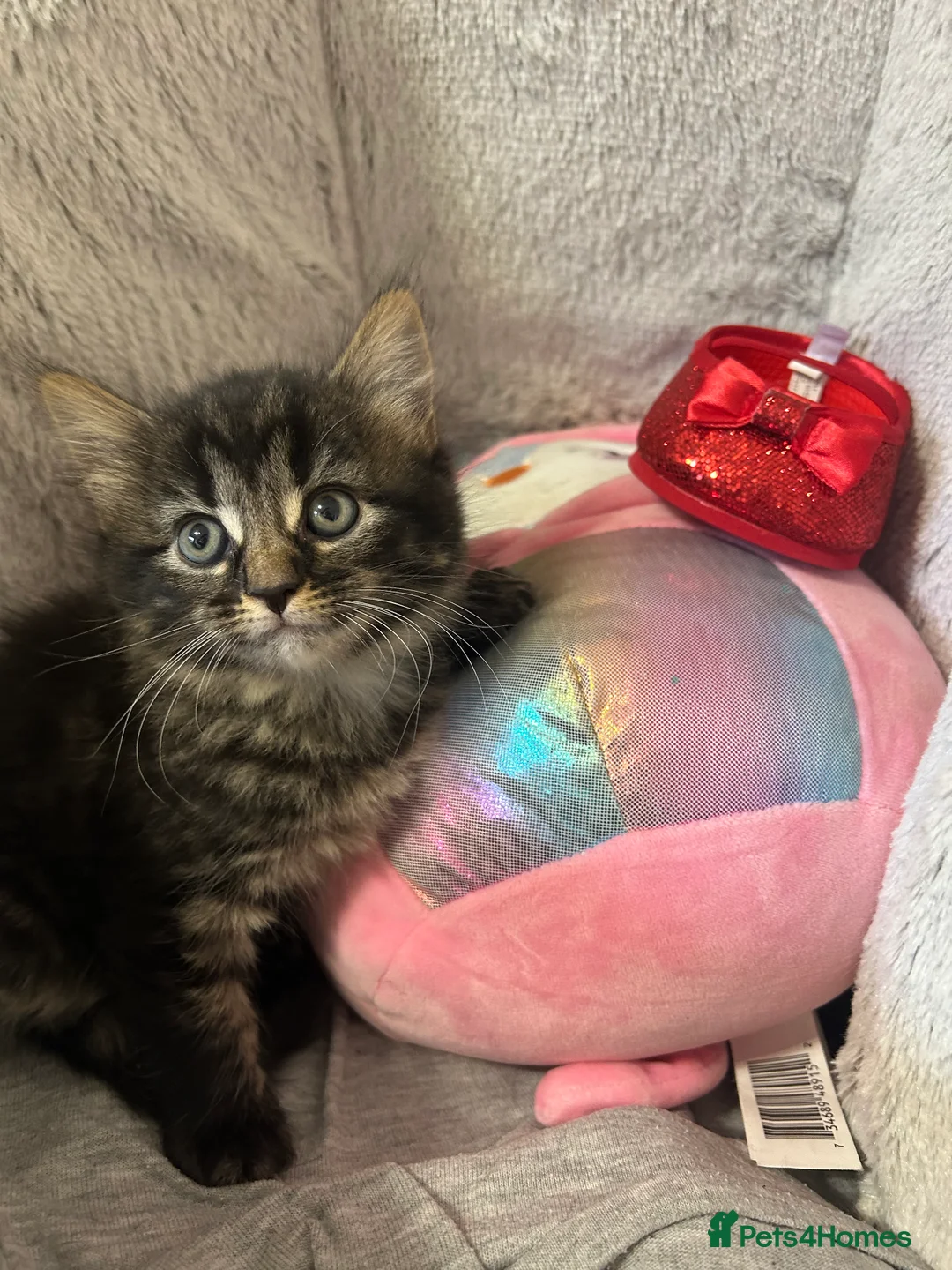 Mixed Breed cats for sale: Fluffy kittens  - Advert 10