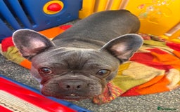 French Bulldog dogs for sale: 2x French bulldog - Image 7