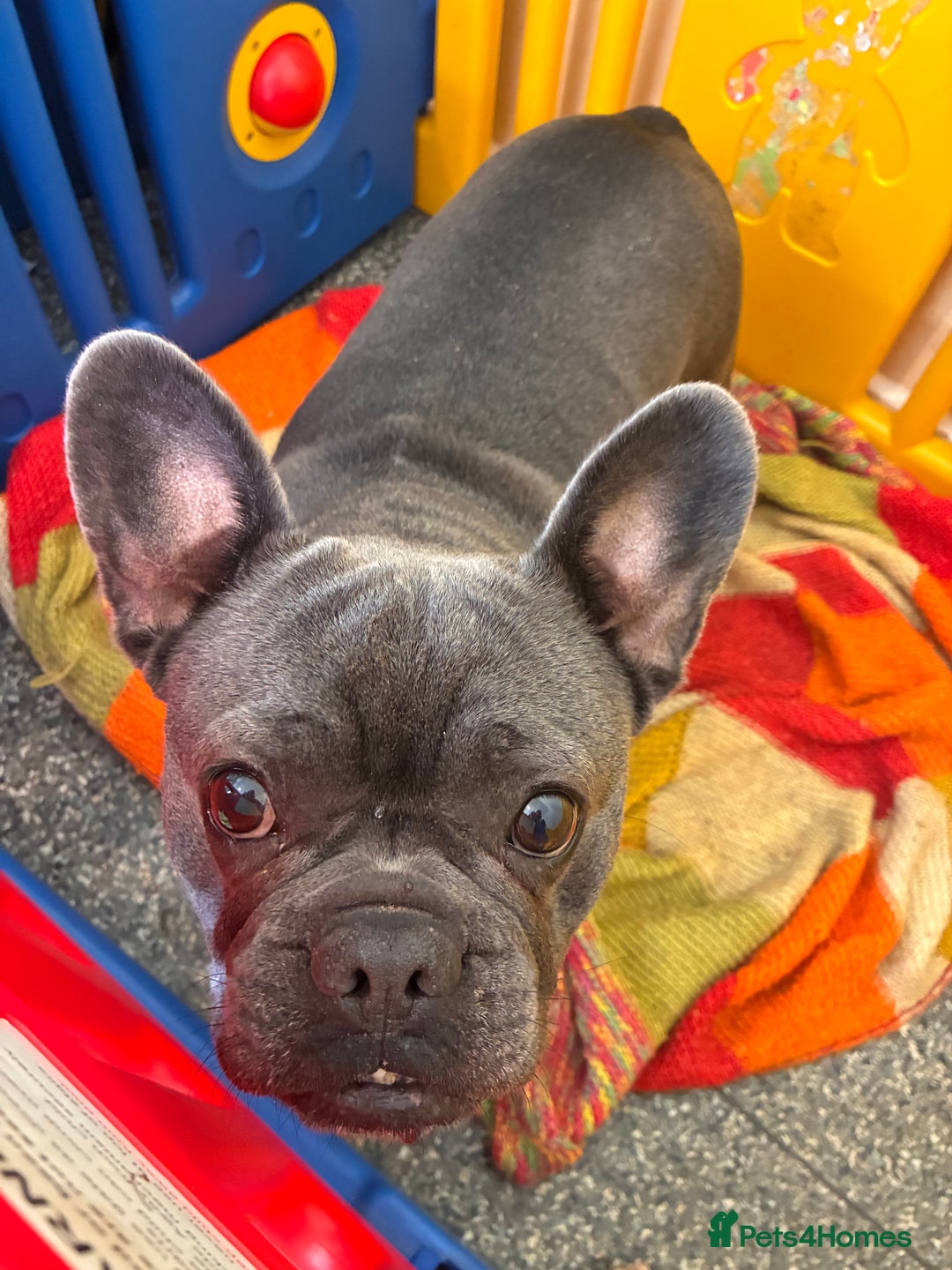 French Bulldog dogs for sale: 2x French bulldog - Image 7