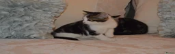 Mixed Breed cats for sale: 4 Beautiful Gentle Kittens for Sale - Advert 28